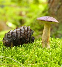 Forest Mushroom Bay Bolete In A Green Moss