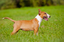 English Bull Terrier Puppy Standing Outdoors