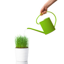 Watering Green Grass With A Watering Can, Isolated On White