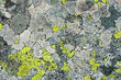 lichens as background