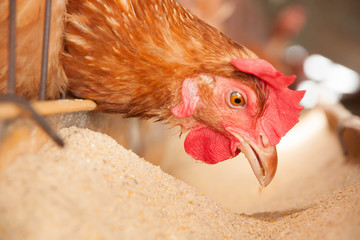 eggs chickens on the local farm