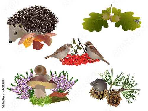 Plakat na papierze fotorealistycznym Jesień natura