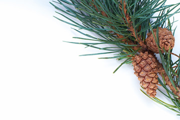 Wall Mural - christmas pine tree