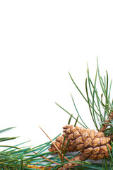 Wall Mural - christmas pine tree