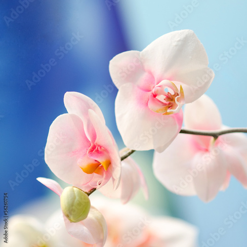 Board z aluminiowym obramowaniem Różowe kwiaty orchidei na niebieskim tle