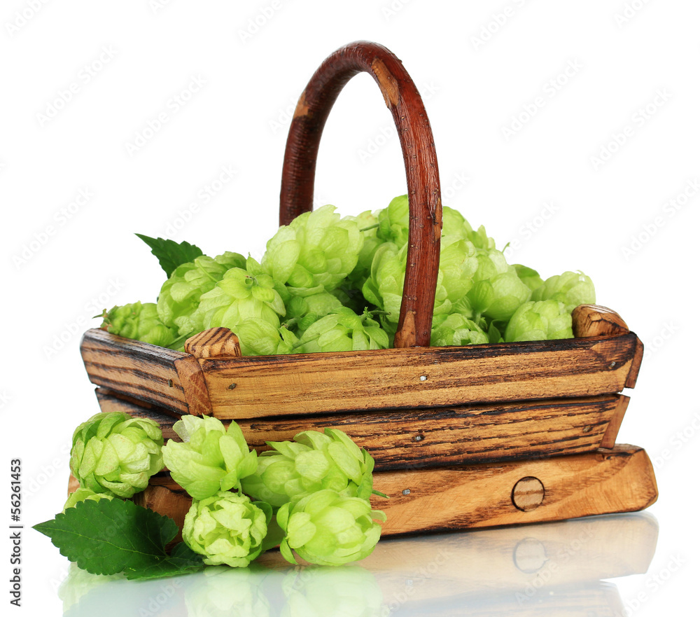 Fresh green hops in wooden basket, isolated on white