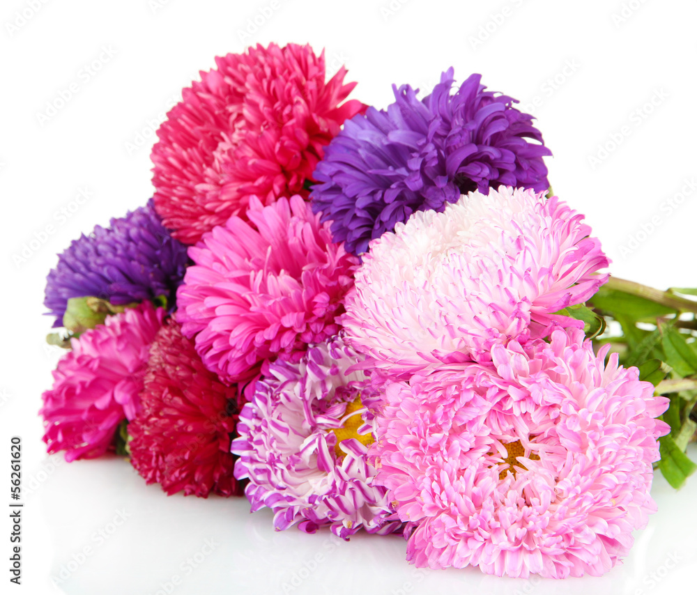Bright aster flowers, isolated on white