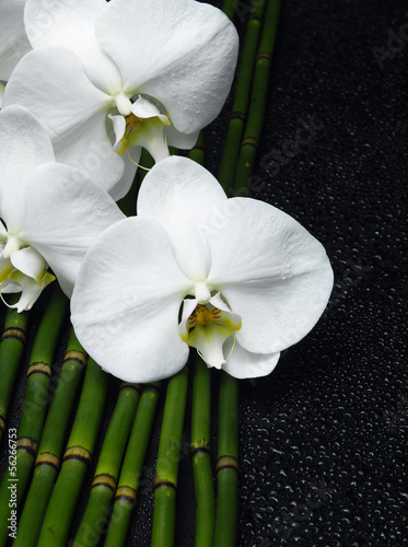 Tapeta ścienna Obraz koncepcji spa -trój orchidea, bambusowy gaj