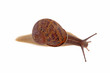 Garden snail isolated on a white background. Top view.
