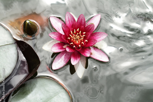 Fototapeta dla dzieci Pink water lily