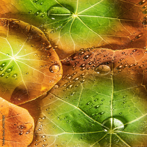 Naklejka - mata magnetyczna na lodówkę background from dewy leaves