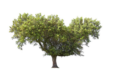 Holm oak isolated on white background