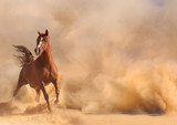 Fototapeta  - Arabian horse running out of the Desert Storm