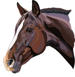 Fototapeta Konie - vector drawing of a horse's head