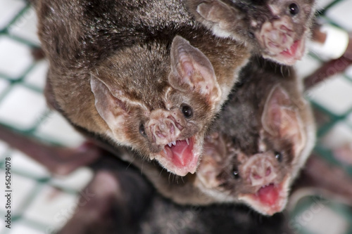 Fotografie, Obraz Common vampire bat (Desmodus rotundus) in a zoo