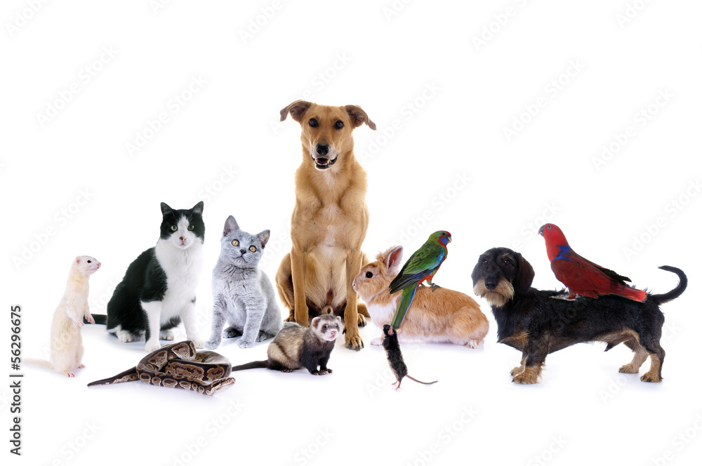 Photo Art Print Haustiere Hund Katze Maus Europosters