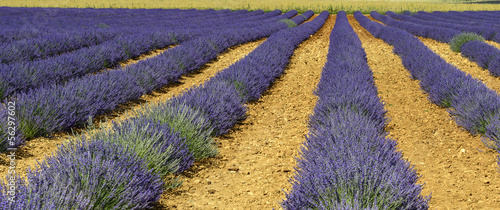 Plakat na papierze fotorealistycznym Plateau of valensole (provence), lawenda