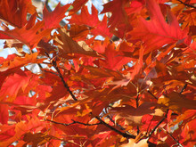 Red Oak Tree Leaves At Fall