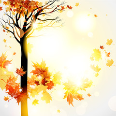 Wall Mural - Beautiful autumnal background with tree