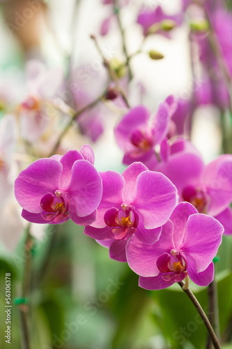 Board z aluminiowym obramowaniem Phalaenopsis w ogrodzie