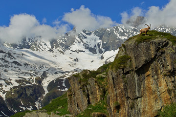 Wall Mural - Steinbock auf Berg in den Alpen