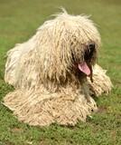 Fototapeta Konie - Komondor Dog Breeds
