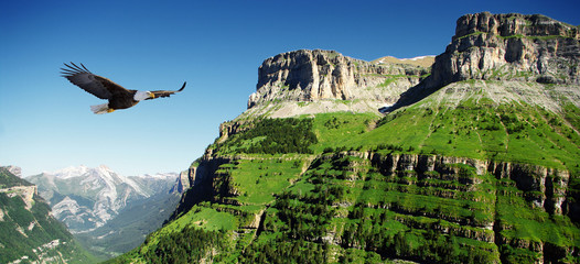 eagle in Ordessa Valley panoramic