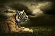 Tiger Looking And Sitting Under Dramatic Sky With Clouds