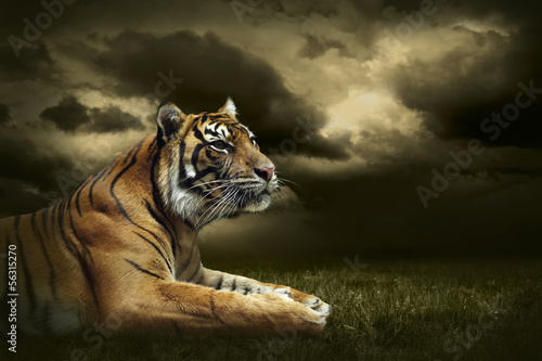 Plakat na zamówienie Tiger looking and sitting under dramatic sky with clouds