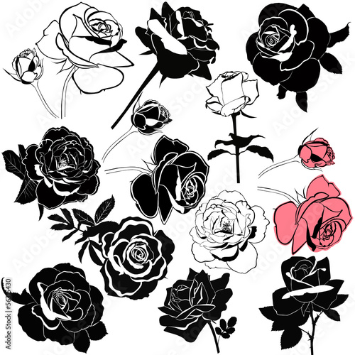 roza-kwiaty-na-bialym-tle