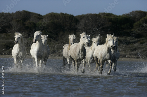 Board z aluminiowym obramowaniem Biały koń camargue