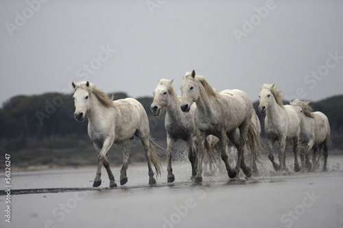Board z aluminiowym obramowaniem Biały koń camargue