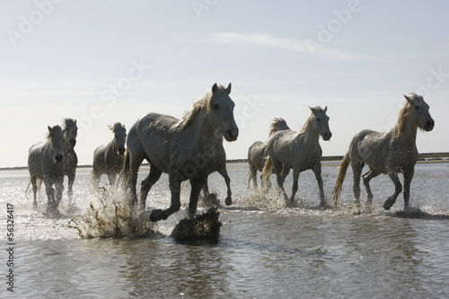 Board z aluminiowym obramowaniem Biały koń camargue