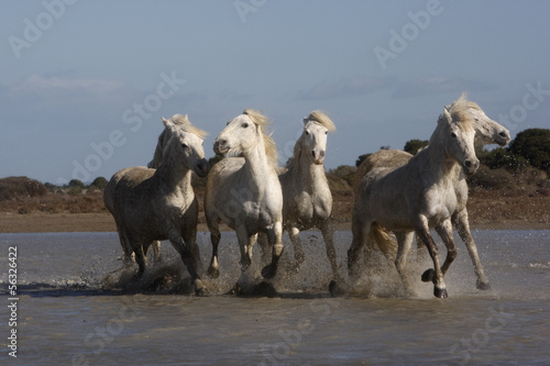 Board z aluminiowym obramowaniem Biały koń camargue
