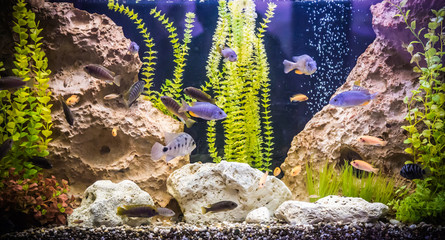 Sticker - Ttropical freshwater aquarium with fishes