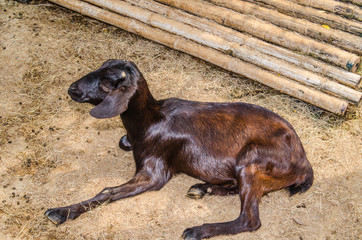 Portrait of brown goat