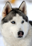Fototapeta Psy - Siberian husky dog winter portrait