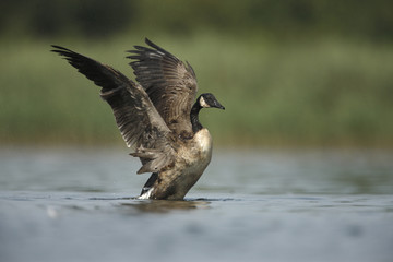 Sticker - Canada goose, Branta canadensis