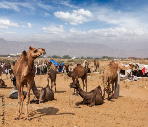 Plakat na papierze fotorealistycznym Wielbłądy w Pushkar Mela (Pushkar Camel Fair), Indie