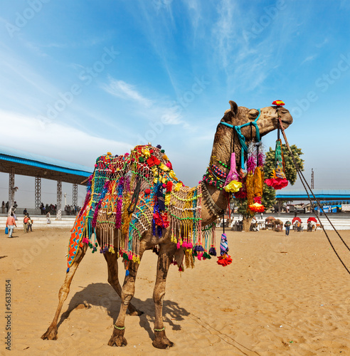 Plakat na papierze fotorealistycznym Wielbłąd w pushkar mela (pushkar camel fair), indie