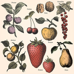 Wall Mural - The fruit garden