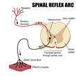 Spinal Reflex Arc