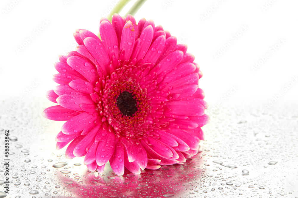 Beautiful pink gerbera flower isolated on white