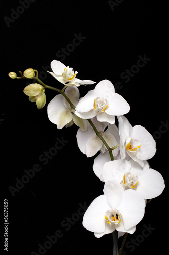 Plakat Biała orchidea odizolowywająca na czerni