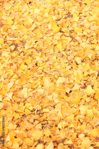 Board z aluminiowym obramowaniem Nara, liściaste ginkgo biloba