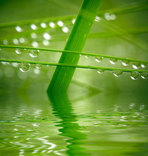 Water Drops On Green Grass