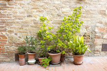 Row Of Pots With Plants On A Brick Wall Background