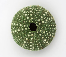 Green Sea Urchin, Isolated