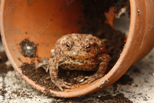 Obraz na płótnie canvas dwuczęściowy "dyptyk" Ropucha pospolita, bufo bufo