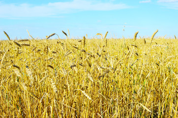 Poster - wheat field